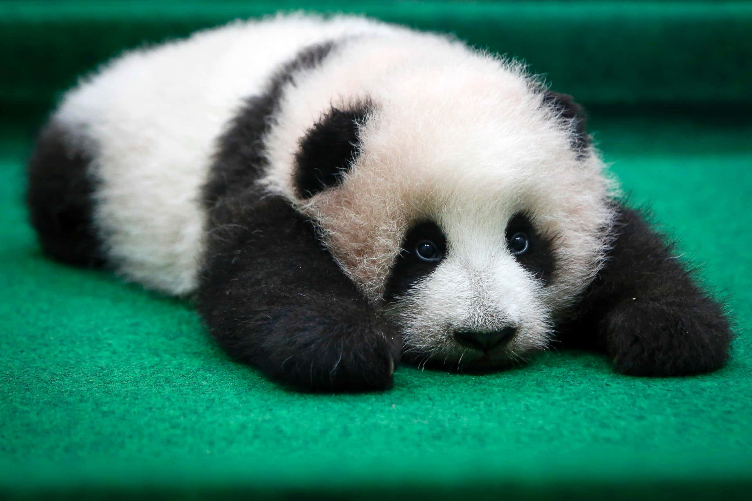 Cute Panda 桌布 壁紙 — 一隻毛茸茸的熊貓寶寶將頭靠在充滿活力的綠色表面上，背景柔和。