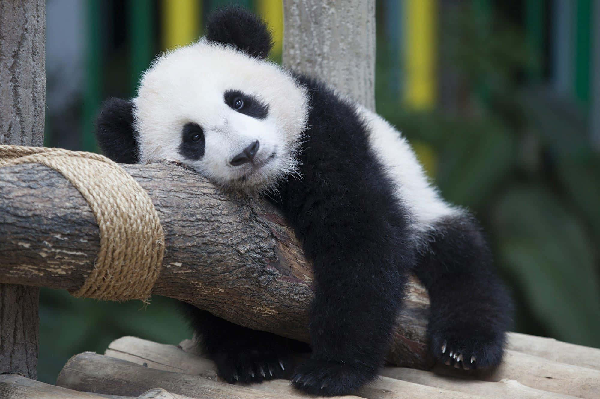 Cute Panda 桌布 壁紙 — 一隻毛茸茸的熊貓寶寶將頭靠在纏著繩子的木頭上，柔軟的眼睛凝視前方。