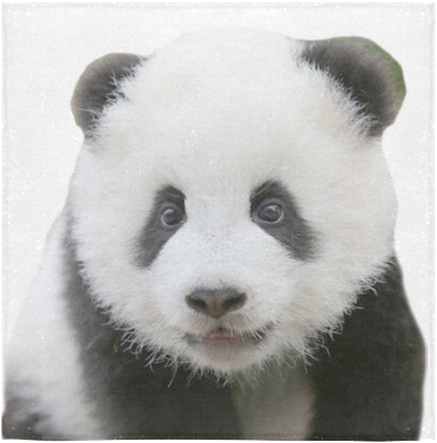 Cute Panda 桌布 壁紙 — 一隻毛茸茸的熊貓寶寶的特寫，有大黑眼睛和柔軟白色毛髮，背景明亮。