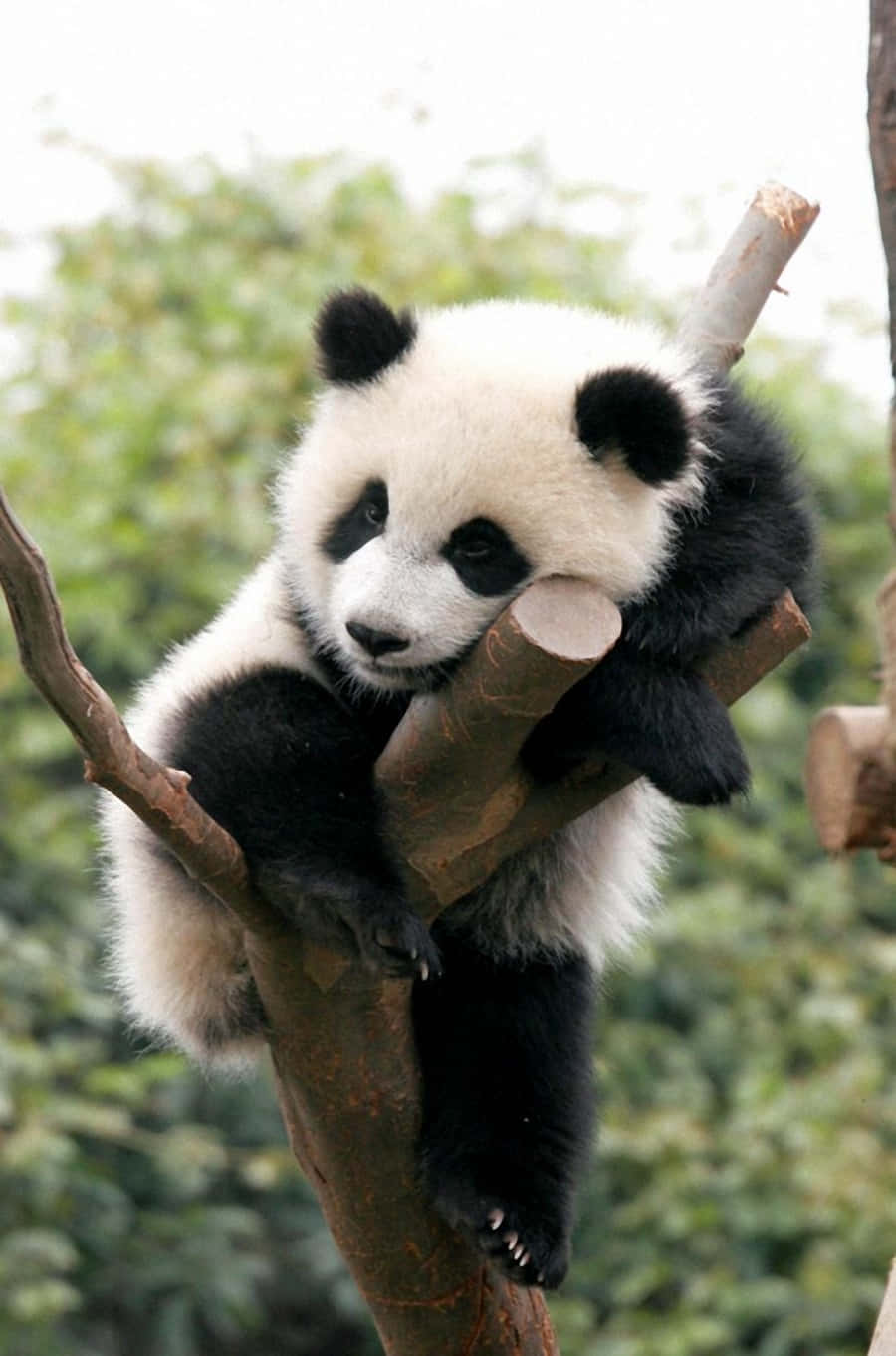 Cute Panda 桌布 壁紙 — 一隻毛茸茸的熊貓寶寶緊抓著樹枝，柔軟的白黑毛髮在模糊的綠色森林背景下顯得格外可愛。