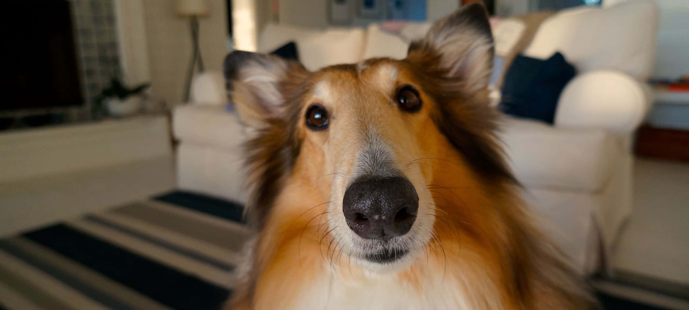 2400x1080 桌布 壁紙 — 一隻毛茸茸的牧羊犬在舒適的客廳中，用溫暖的棕色眼睛直視鏡頭的特寫。
