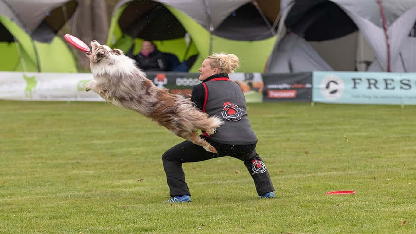 1366x768 Ultimate Frisbee 桌布 壁紙 — 一隻毛茸茸的狗在半空中跳起，接住一位女士在草地上扔出的紅色飛盤，背景有帳篷。
