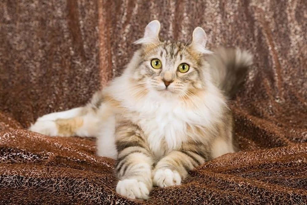 American Curl 桌布 壁紙 — 一隻毛茸茸的猞猁貓，有著綠色眼睛和折疊的耳朵，威風凜凜地躺在有紋理的棕色布料上。