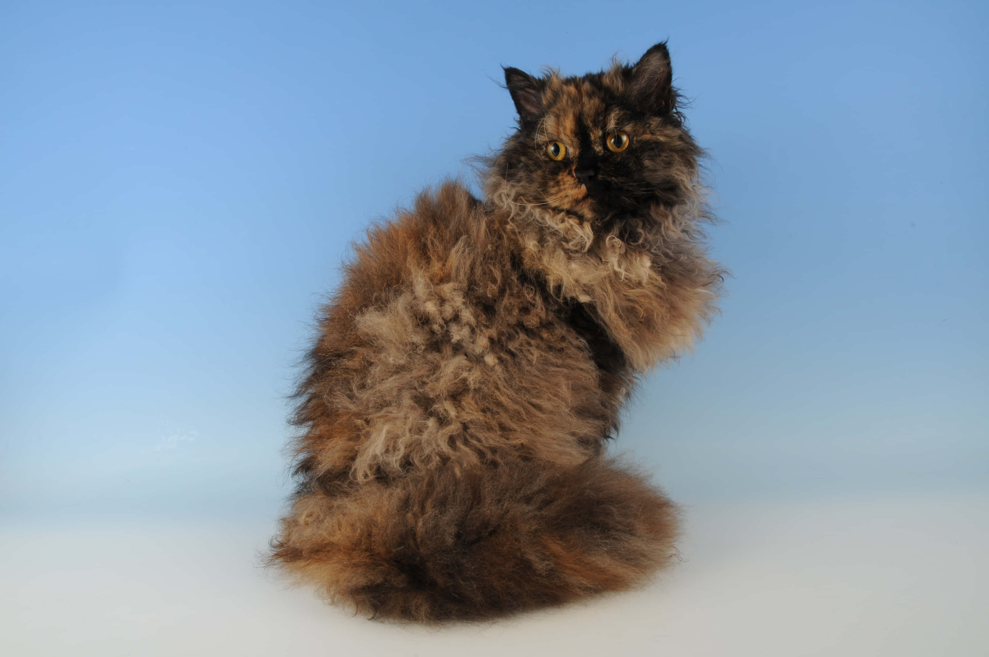Selkirk Rex 桌布 壁紙 — 一隻毛茸茸的玳瑁貓，擁有捲曲毛髮，優雅地坐在柔和藍色漸變背景前。