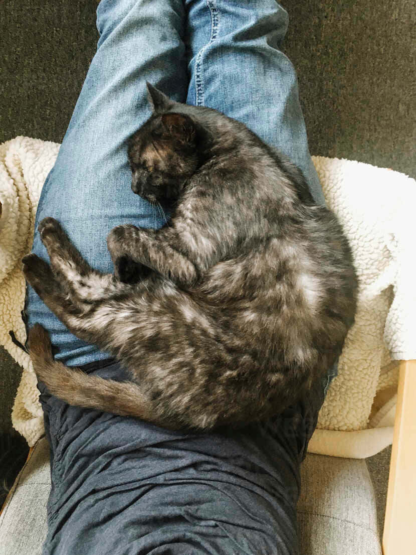 sleeping cat 桌布 壁紙 — 一隻毛茸茸的玳瑁貓蜷縮著睡在一個穿著牛仔褲的人的膝蓋上，依偎著柔軟的白色毯子。