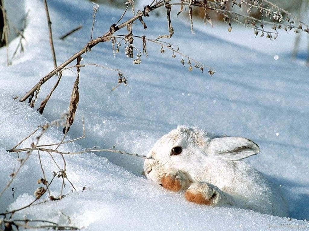 兔子 桌布 壁紙 — 一隻毛茸茸的白兔，有橙色爪子，在明亮的雪中休息，下方是乾燥的冬季樹枝。