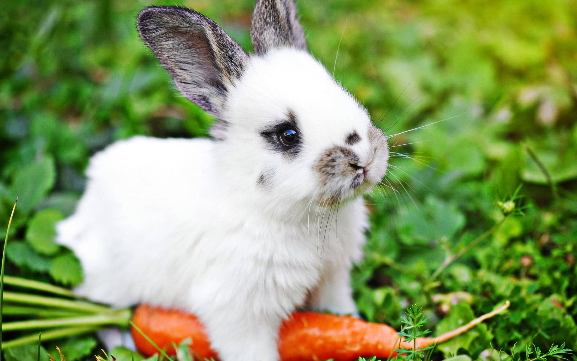 Cute Bunny 桌布 壁紙 — 一隻毛茸茸的白兔，有深色耳朵和眼睛，坐在鮮綠色的草地上，旁邊有一根亮橙色的胡蘿蔔。