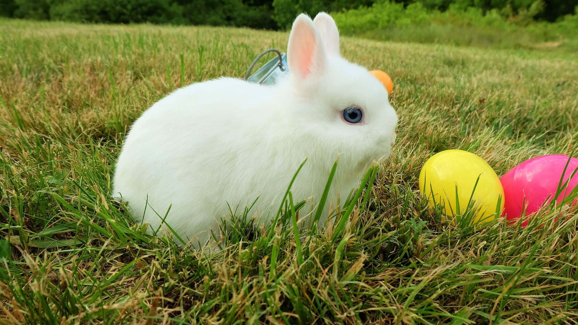 Easter Bunny 桌布 壁紙 — 一隻毛茸茸的白兔，有著引人注目的藍眼睛，坐在草地上，旁邊是色彩繽紛的塑膠復活蛋。