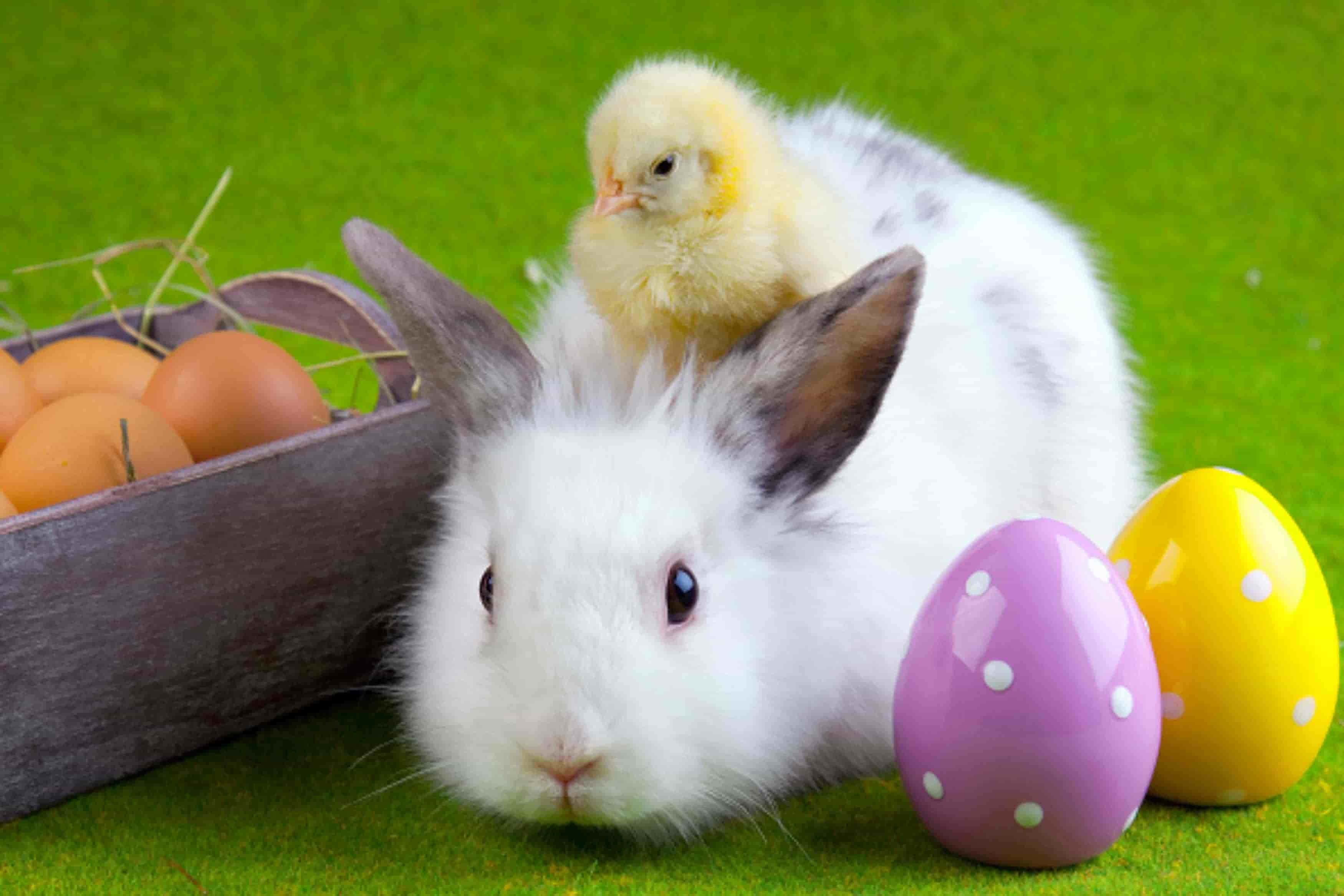 Easter 桌布 壁紙 — 一隻毛茸茸的白兔，背上有一隻小黃雞，旁邊有色彩繽紛的復活蛋和一籃棕色雞蛋在綠草地上。