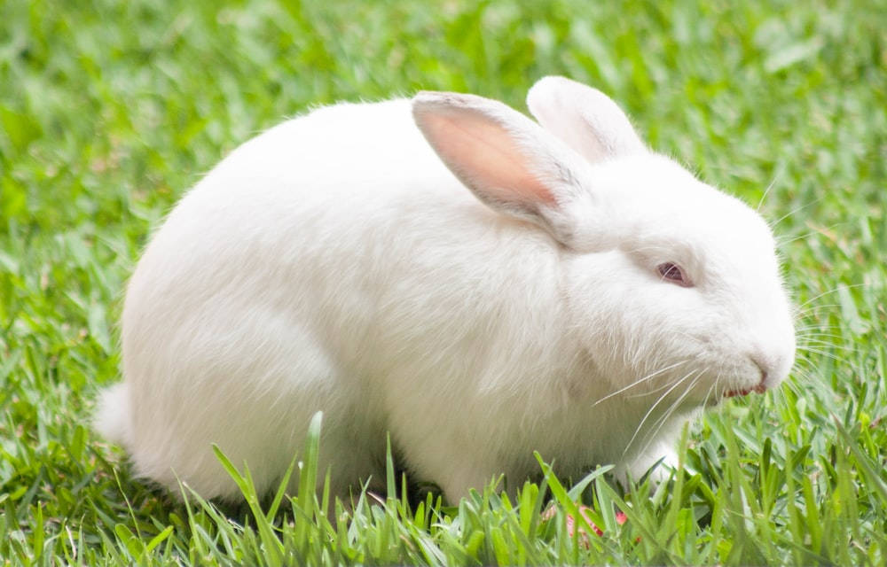 White Rabbit 桌布 壁紙 — 一隻毛茸茸的白兔在明亮的日光下，平靜地坐在充滿活力的綠草中。