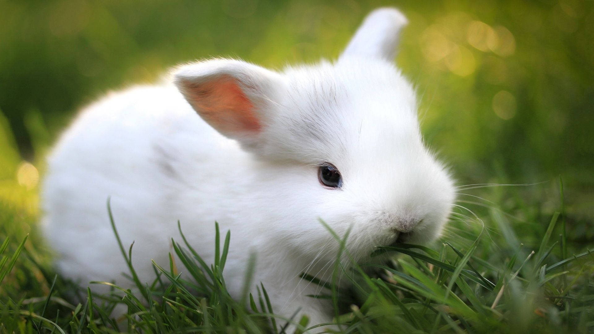 animals 桌布 壁紙 — 一隻毛茸茸的白兔在柔和的金色陽光下啃食鮮綠的草，背景呈現散景效果。
