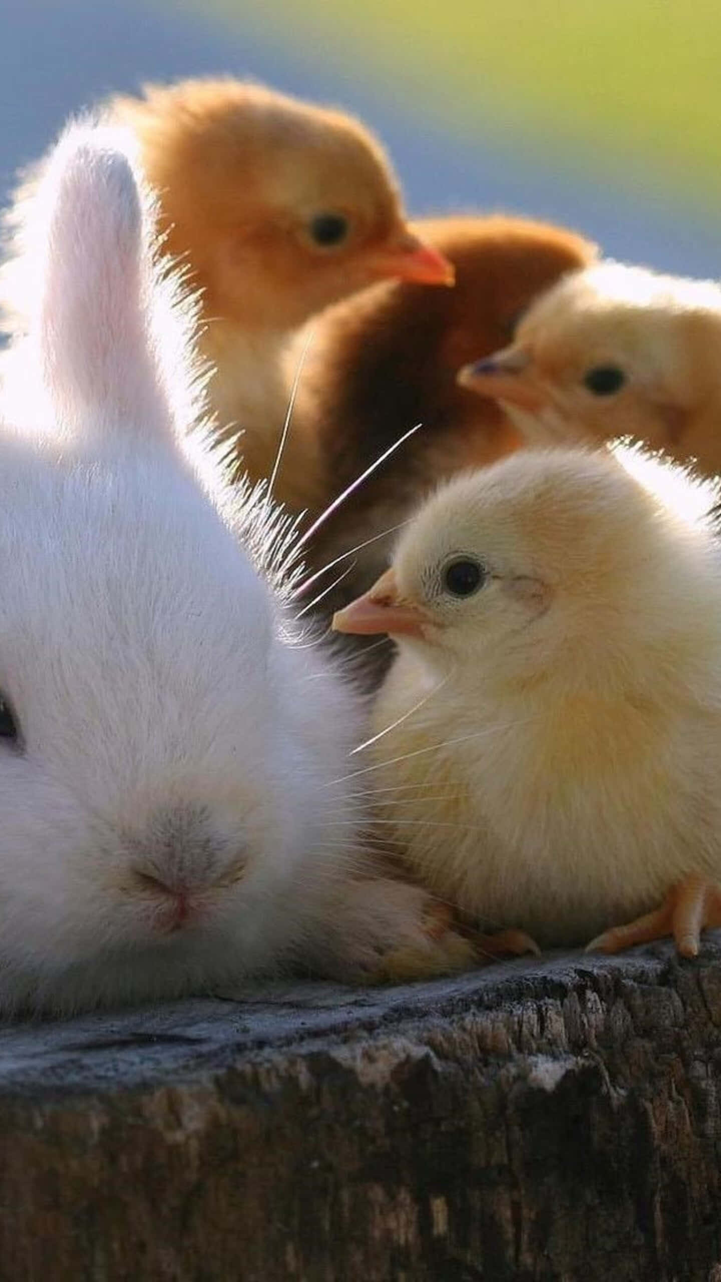 Really Cute Animal 桌布 壁紙 — 一隻毛茸茸的白兔在柔和的陽光下，在風化的木質表面上，在幾隻黃色小雞旁邊休息。