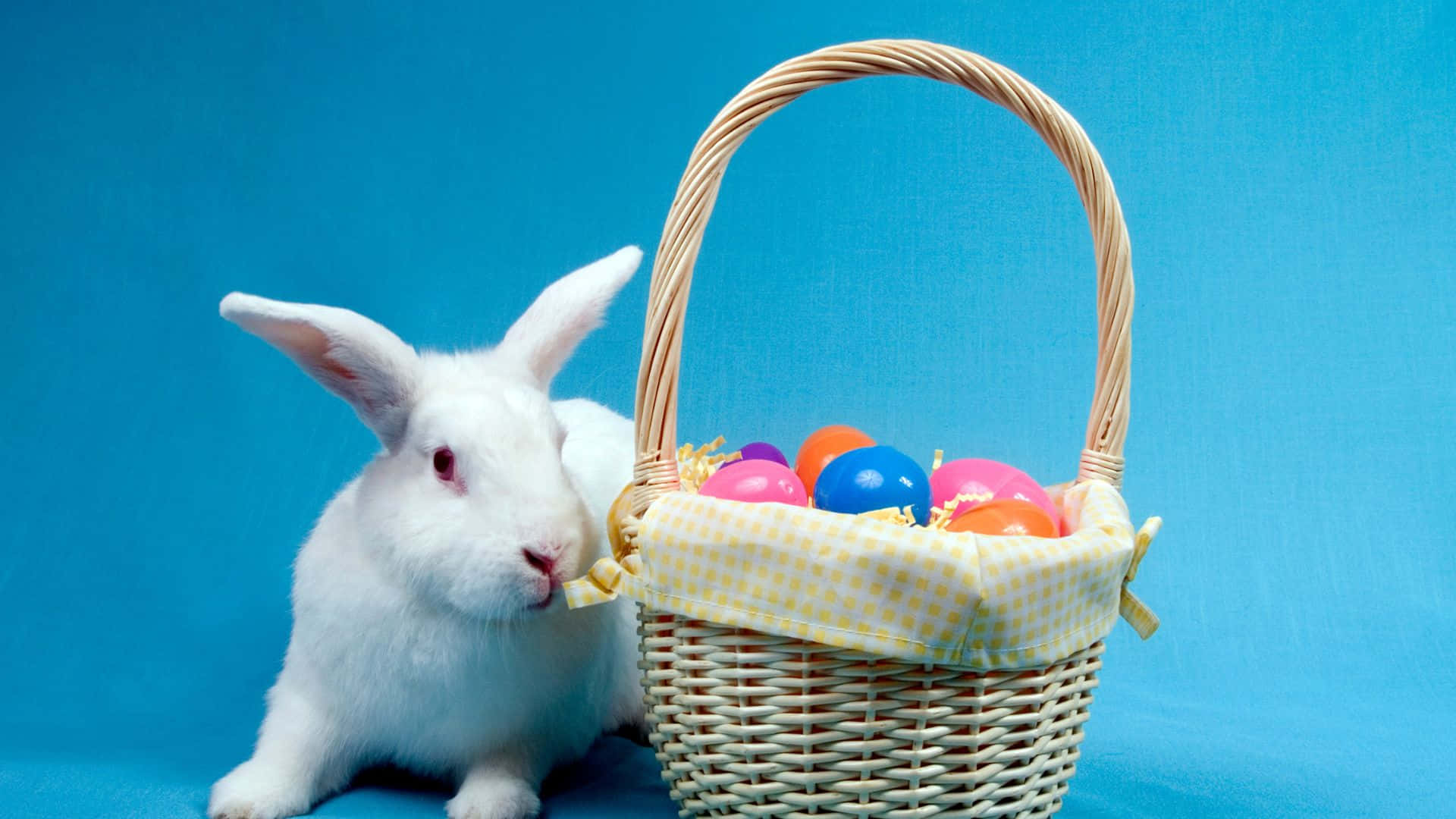 Easter Basket 桌布 壁紙 — 一隻毛茸茸的白兔坐在一個裝滿彩色復活節蛋的柳條籃子旁邊，背景是純藍色。