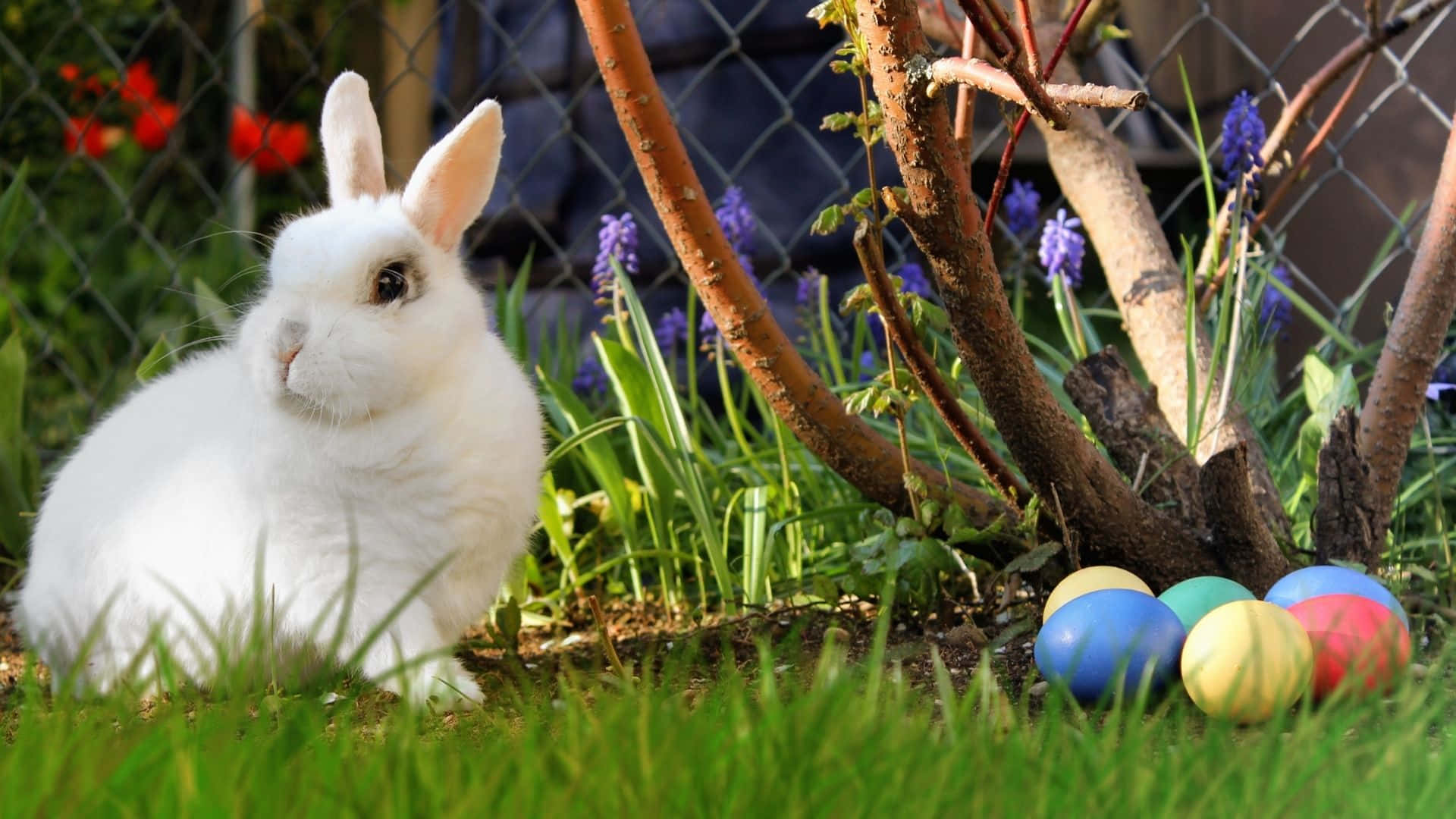Easter Bunny 桌布 壁紙 — 一隻毛茸茸的白兔坐在充滿活力的綠草中，旁邊有色彩繽紛的復活節彩蛋和紫色花朵，靠近籬笆。