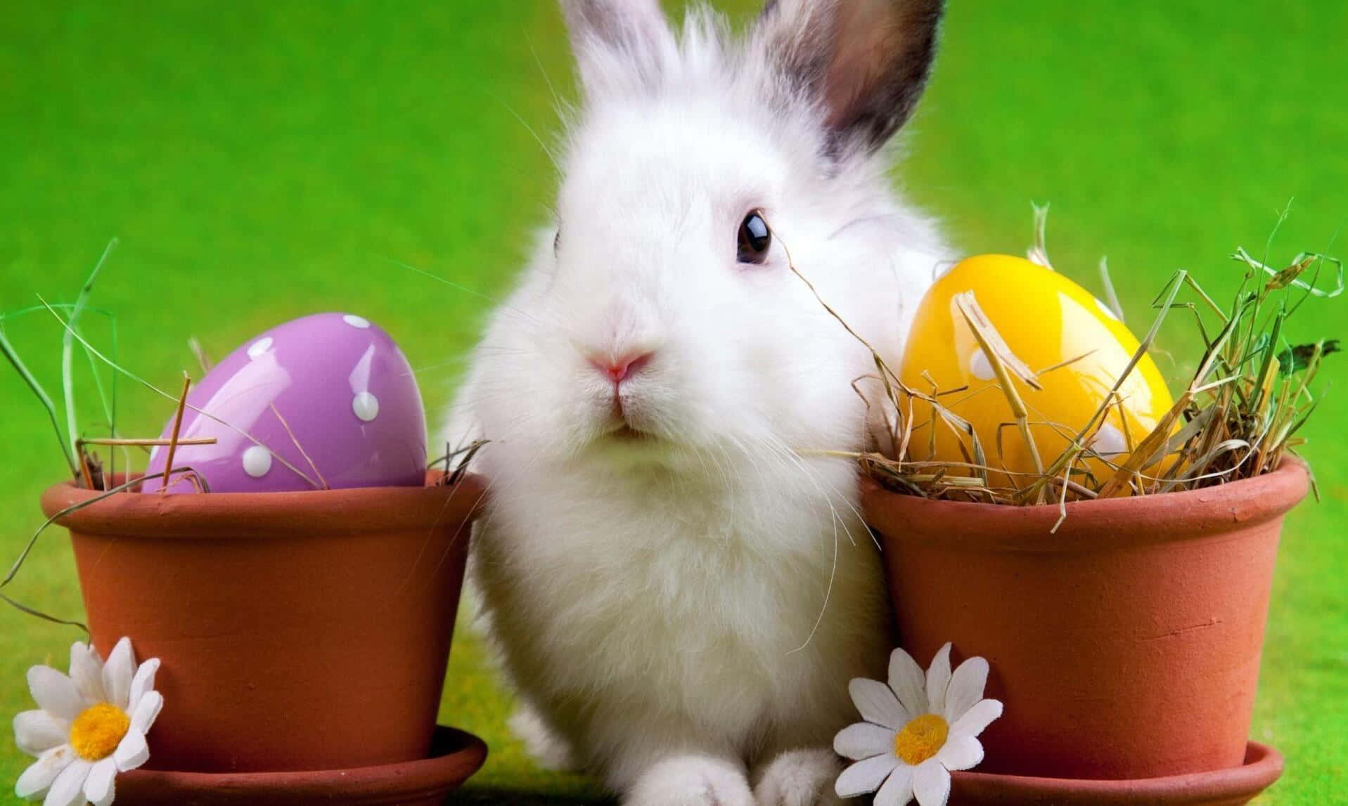 Easter Bunny 桌布 壁紙 — 一隻毛茸茸的白兔坐在兩個陶土花盆之間，花盆裡裝著色彩繽紛的復活節彩蛋和雛菊，放在充滿活力的綠色草坪上。