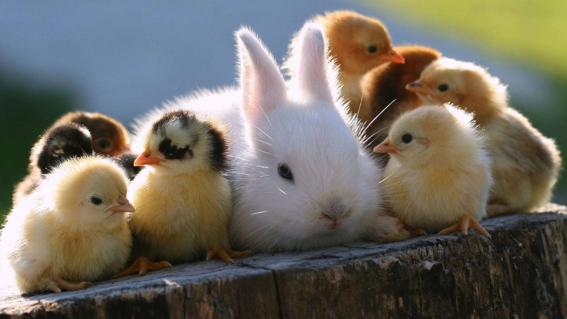 animals 桌布 壁紙 — 一隻毛茸茸的白兔平靜地坐在一個風化的木樁上，周圍圍著一群毛茸茸的黃色和棕色小雞。
