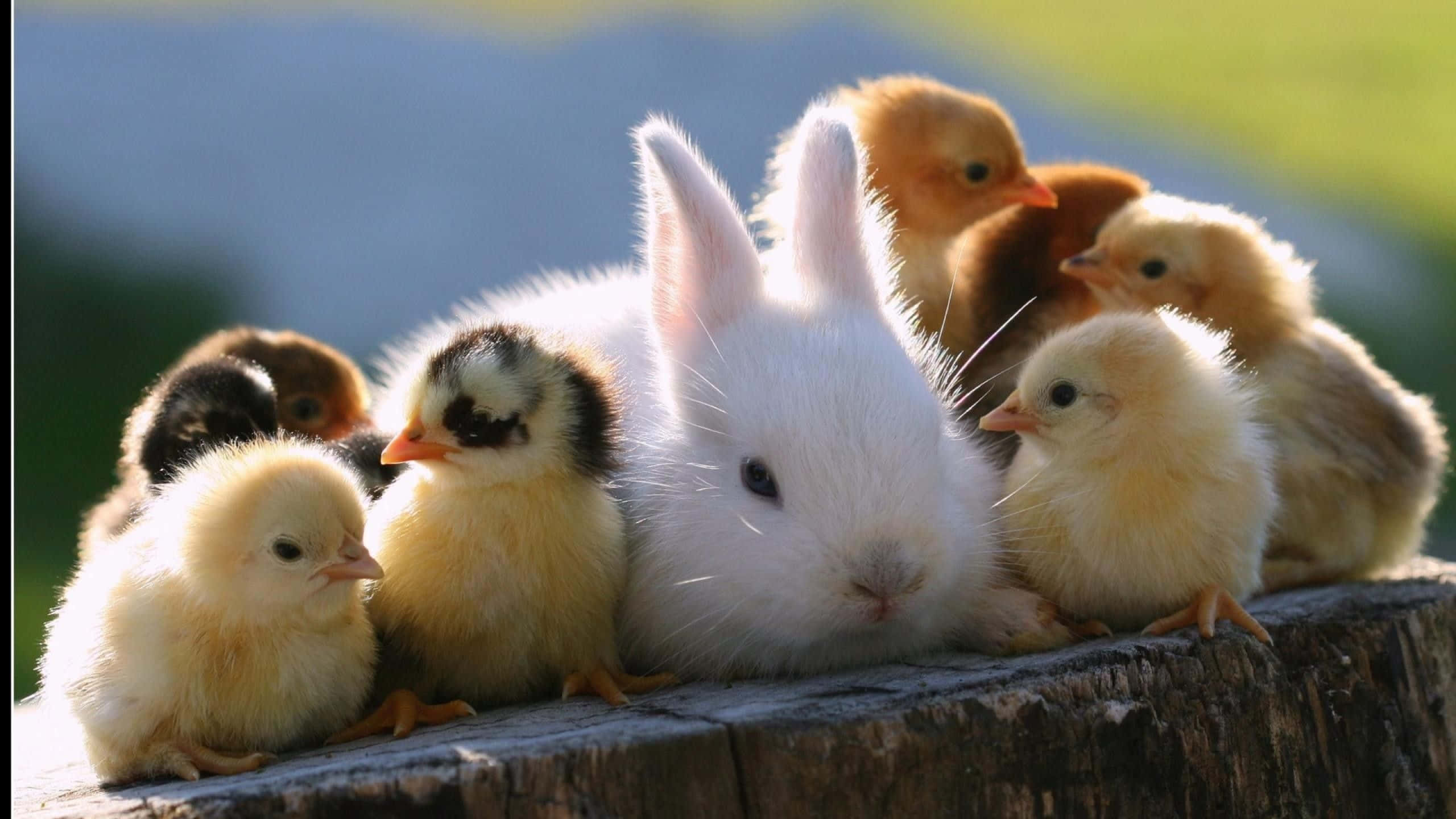 baby animal 桌布 壁紙 — 一隻毛茸茸的白兔平靜地坐在一個風化的木樁上，周圍是一群黃色的小雞。