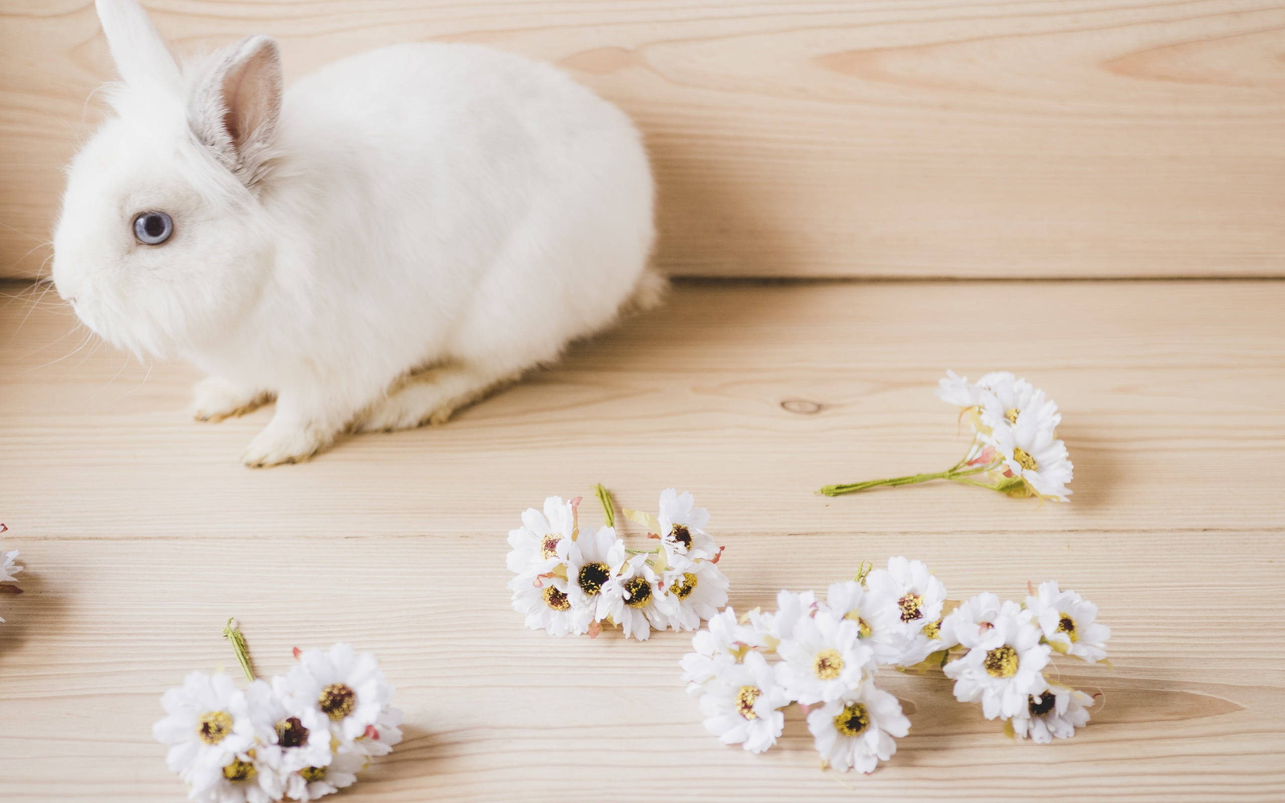Cute Bunny 桌布 壁紙 — 一隻毛茸茸的白兔靜靜地坐在淺色木面上，旁邊散落著白色的花朵。