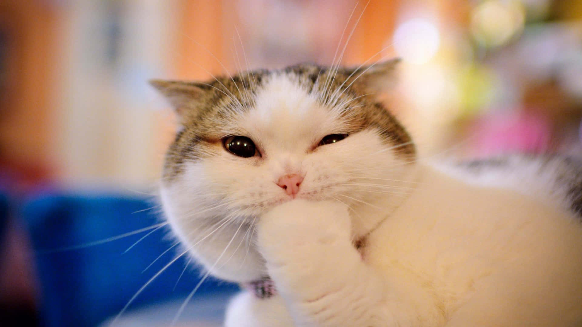 Funny Cute Animals 桌布 壁紙 — 一隻毛茸茸的白灰貓，閉著一隻眼睛，爪子靠近嘴巴，在色彩繽紛的模糊背景前顯得很沉思。