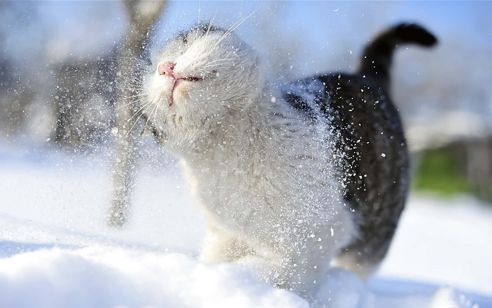雪 桌布 壁紙 — 一隻毛茸茸的白灰貓在明亮的冬日場景中快樂地踢起雪花。