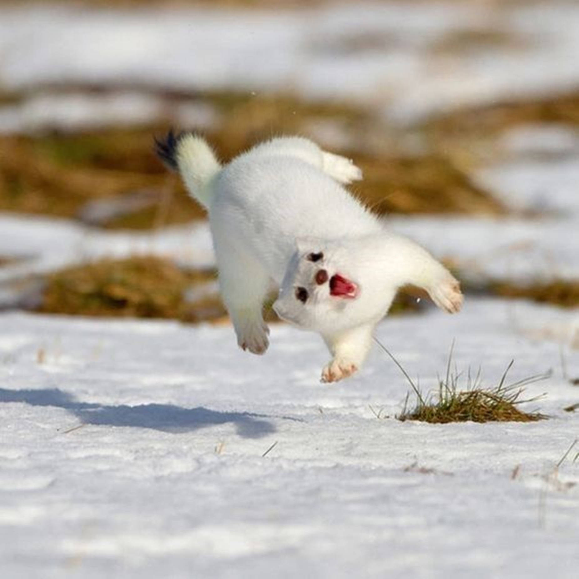 animals 桌布 壁紙 — 一隻毛茸茸的白狐在雪地中歡快地跳躍，草從雪中探出頭來。