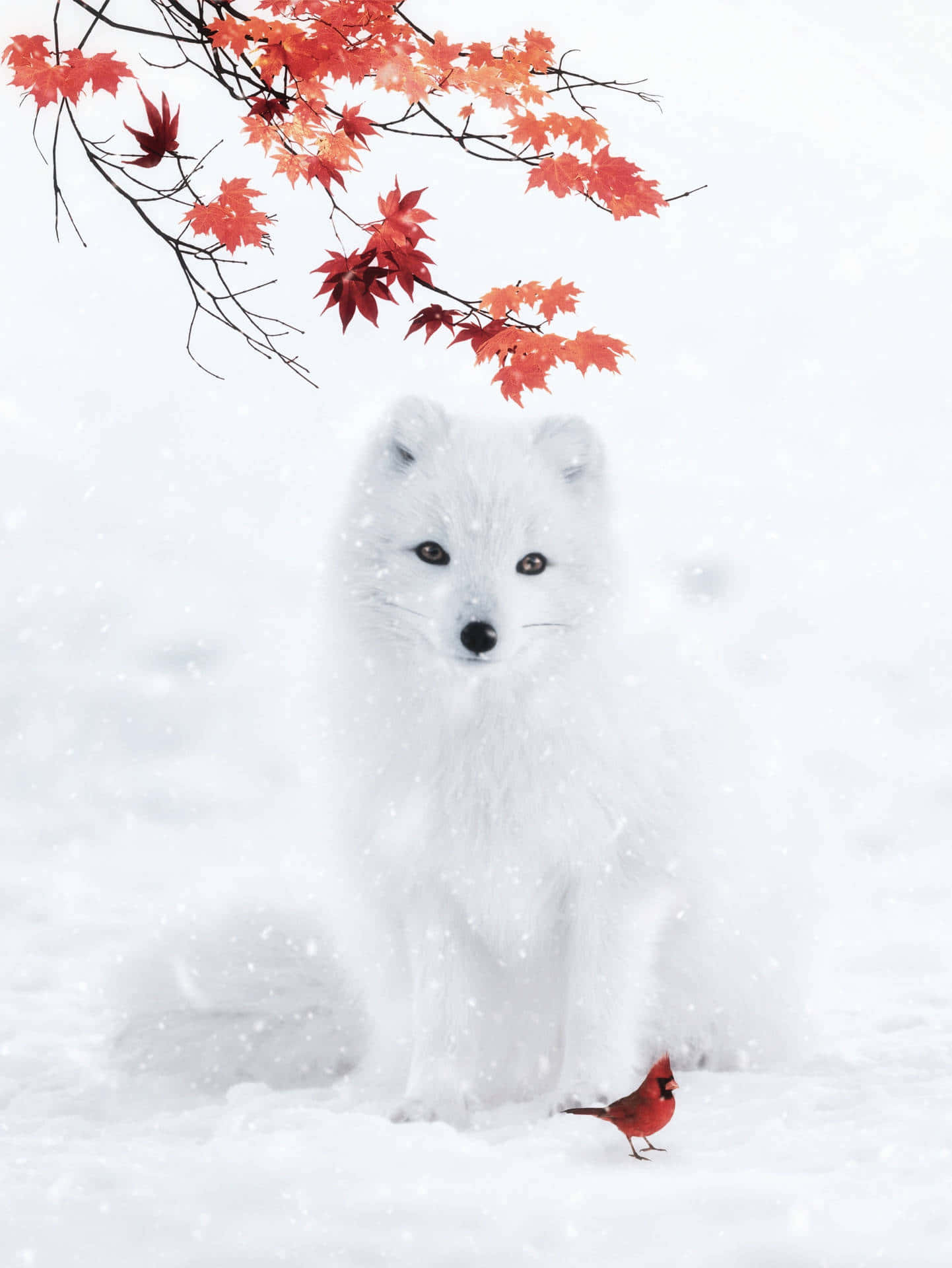北極狐 桌布 壁紙 — 一隻毛茸茸的白狐坐在白雪皚皚的冬季景觀中，下方是鮮紅的楓樹枝，附近有一隻小紅雀。