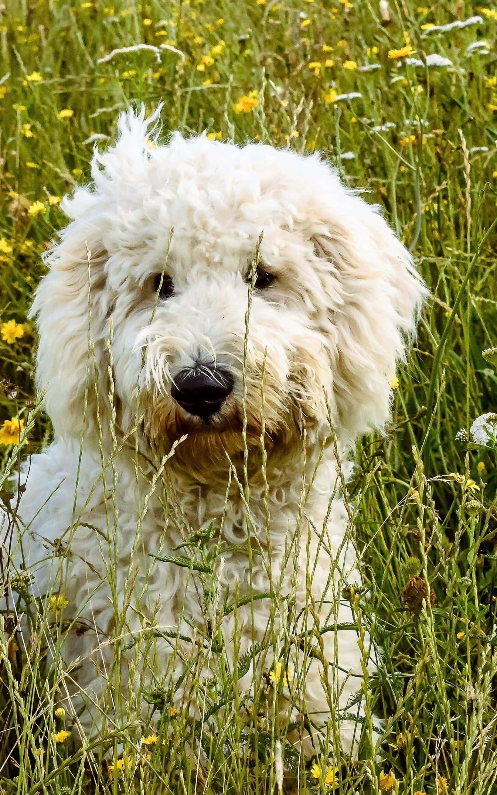 Goldendoodle 桌布 壁紙 — 一隻毛茸茸的白狗，深色眼睛，透過長滿黃色野花的高草叢中窺視。