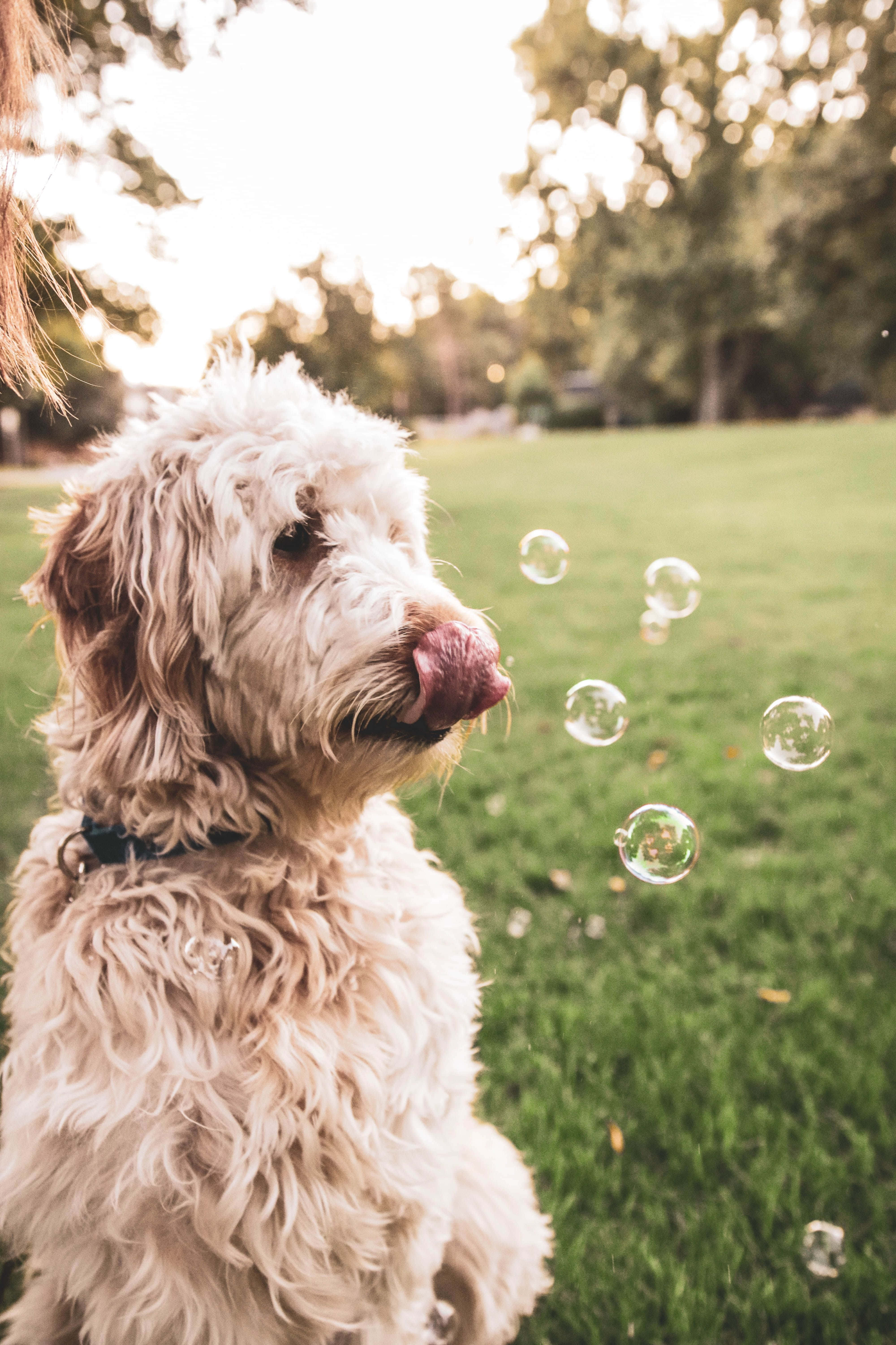 Goldendoodle 桌布 壁紙 — 一隻毛茸茸的白狗伸出舌頭，凝視著陽光明媚的草地上漂浮的肥皂泡。