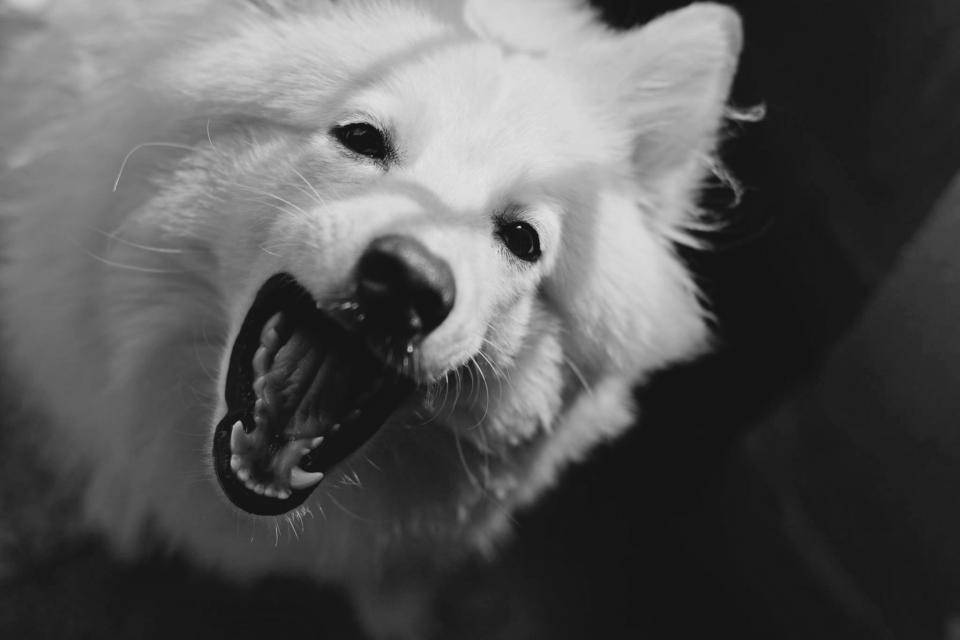 Cute Puppy 桌布 壁紙 — 一隻毛茸茸的白狗在深色背景下張開嘴露出牙齒的黑白特寫。