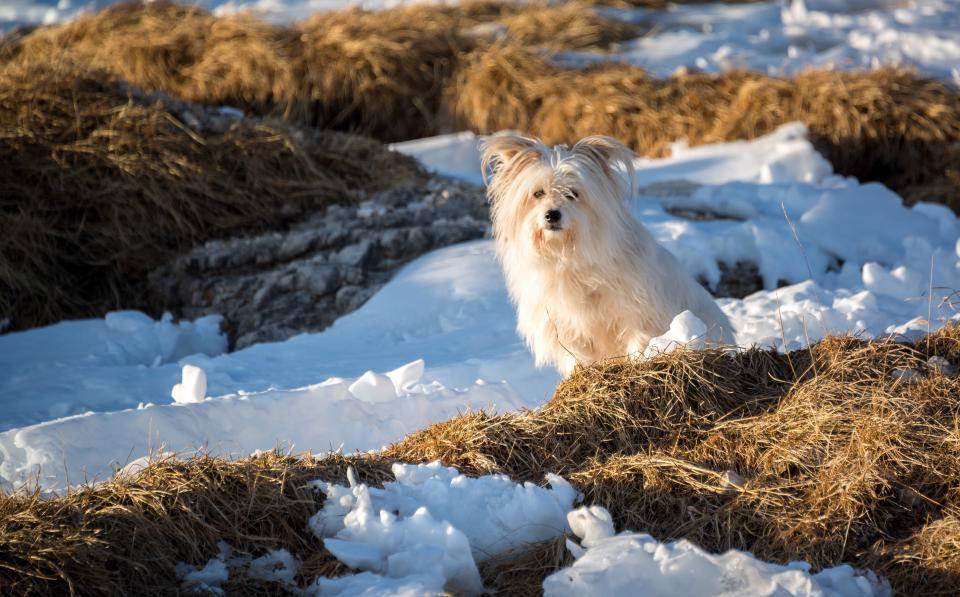 Cute Puppy 桌布 壁紙 — 一隻毛茸茸的白狗在雪地中警覺地坐著，旁邊有金色的乾草捆，沐浴在溫暖的陽光下。