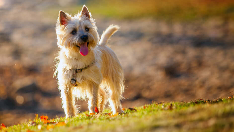 Terrier Dog 桌布 壁紙 — 一隻毛茸茸的白狗帶著開心的表情，站在灑滿秋葉的草地上，沐浴在溫暖的陽光下。