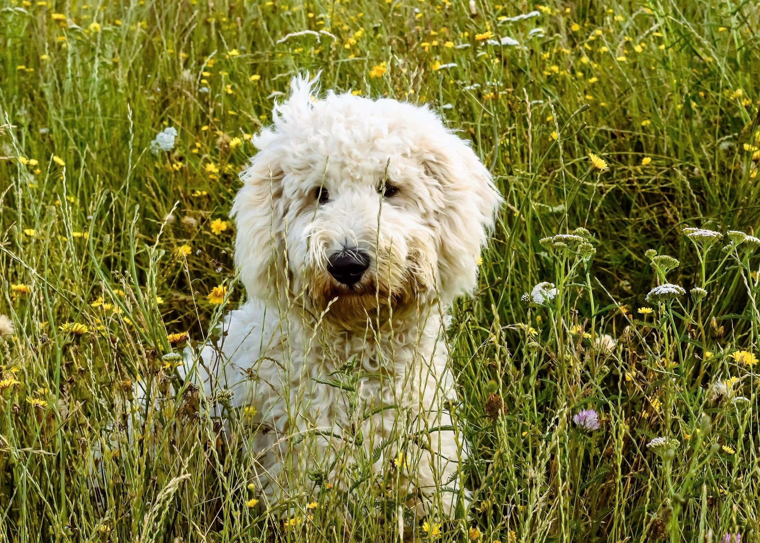 Labradoodle 桌布 壁紙 — 一隻毛茸茸的白狗平靜地坐在陽光照耀的高草和野花田裡。