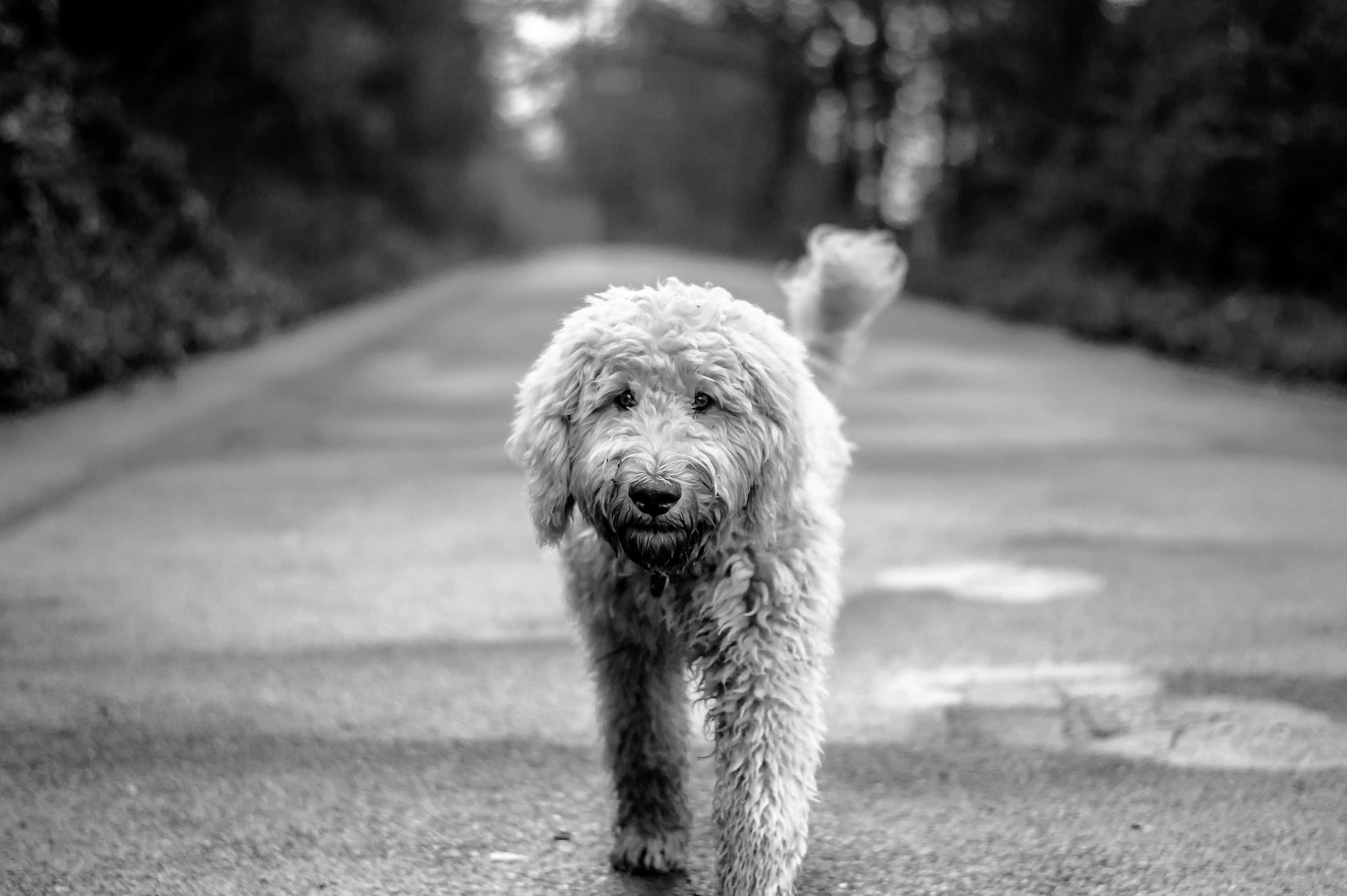 Labradoodle 桌布 壁紙 — 一隻毛茸茸的白狗沿著樹木成蔭的道路走向鏡頭，黑白影像。