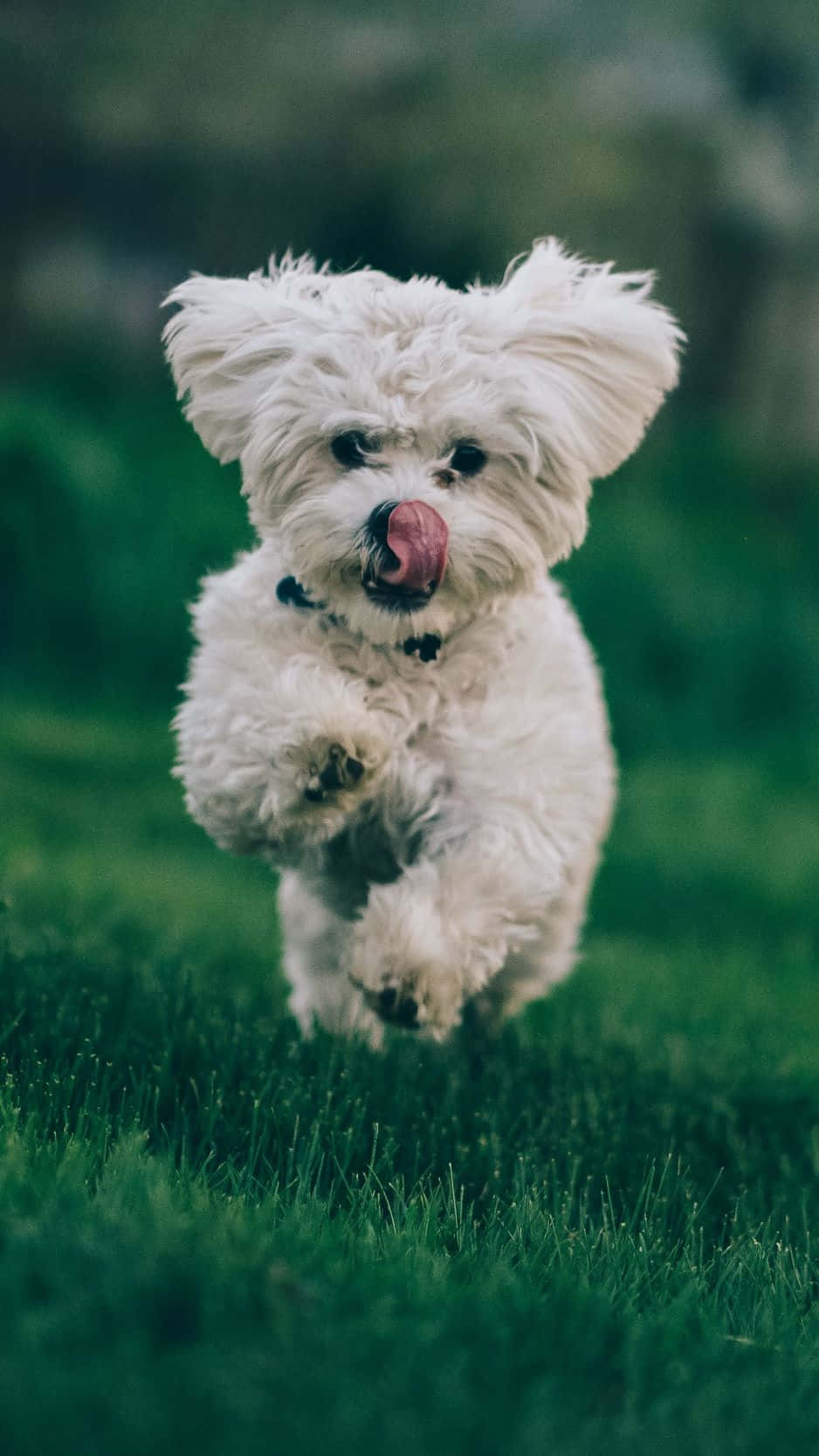 Dog iPhone 桌布 壁紙 — 一隻毛茸茸的白狗開心地跳過鮮綠色的草地，伸出舌頭。