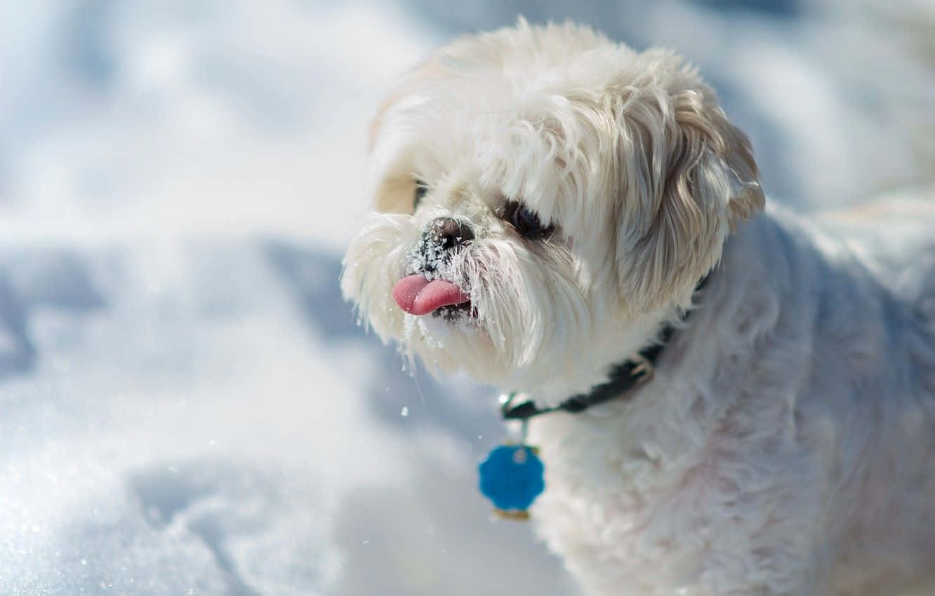 shih tzu 桌布 壁紙 — 一隻毛茸茸的白狗鼻子上有雪，在明亮的陽光下於雪地伸出舌頭。
