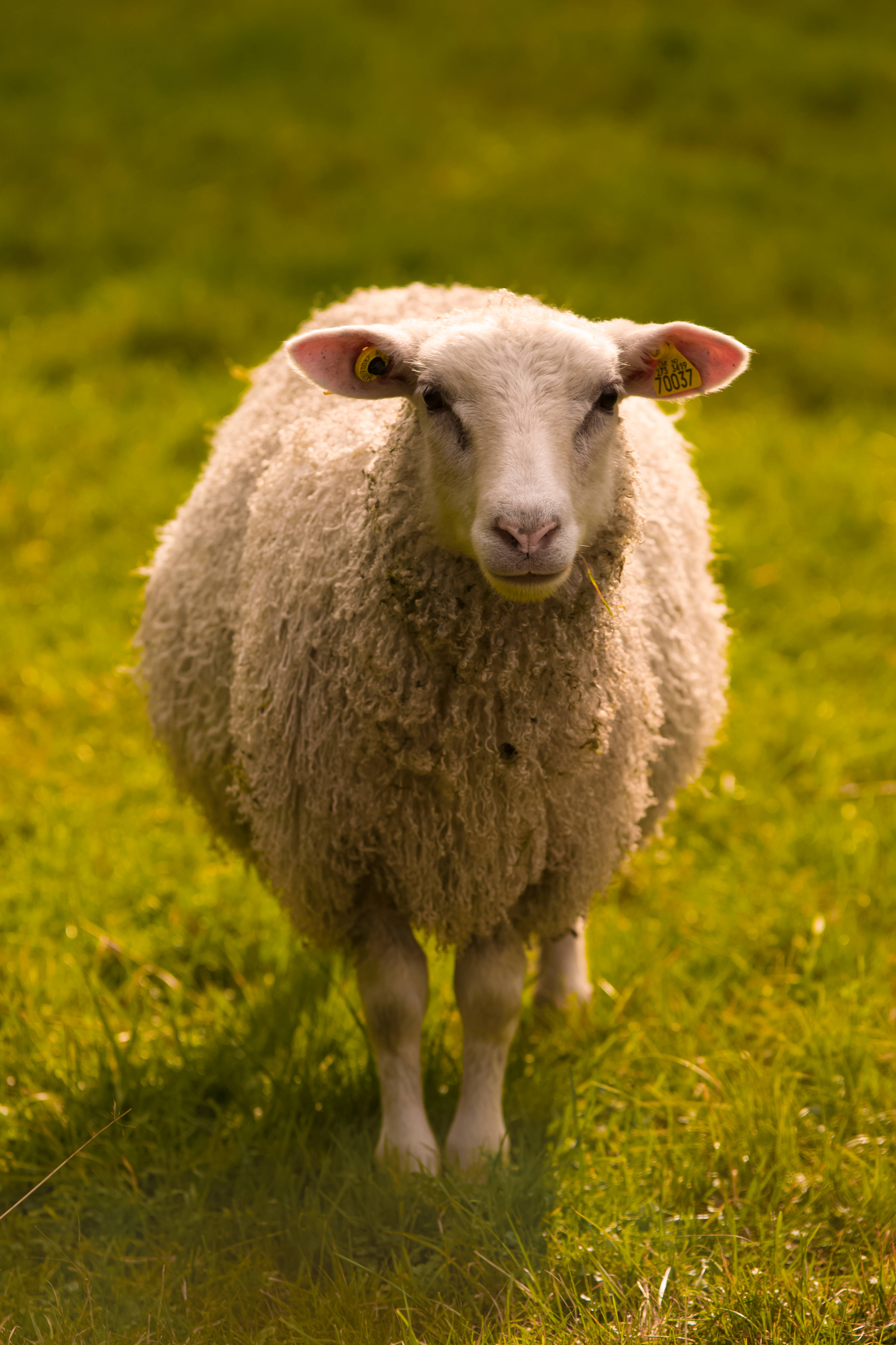 Sheep 桌布 壁紙 — 一隻毛茸茸的白羊，帶有黃色耳標，站在陽光明媚的綠色牧場上，直視鏡頭。