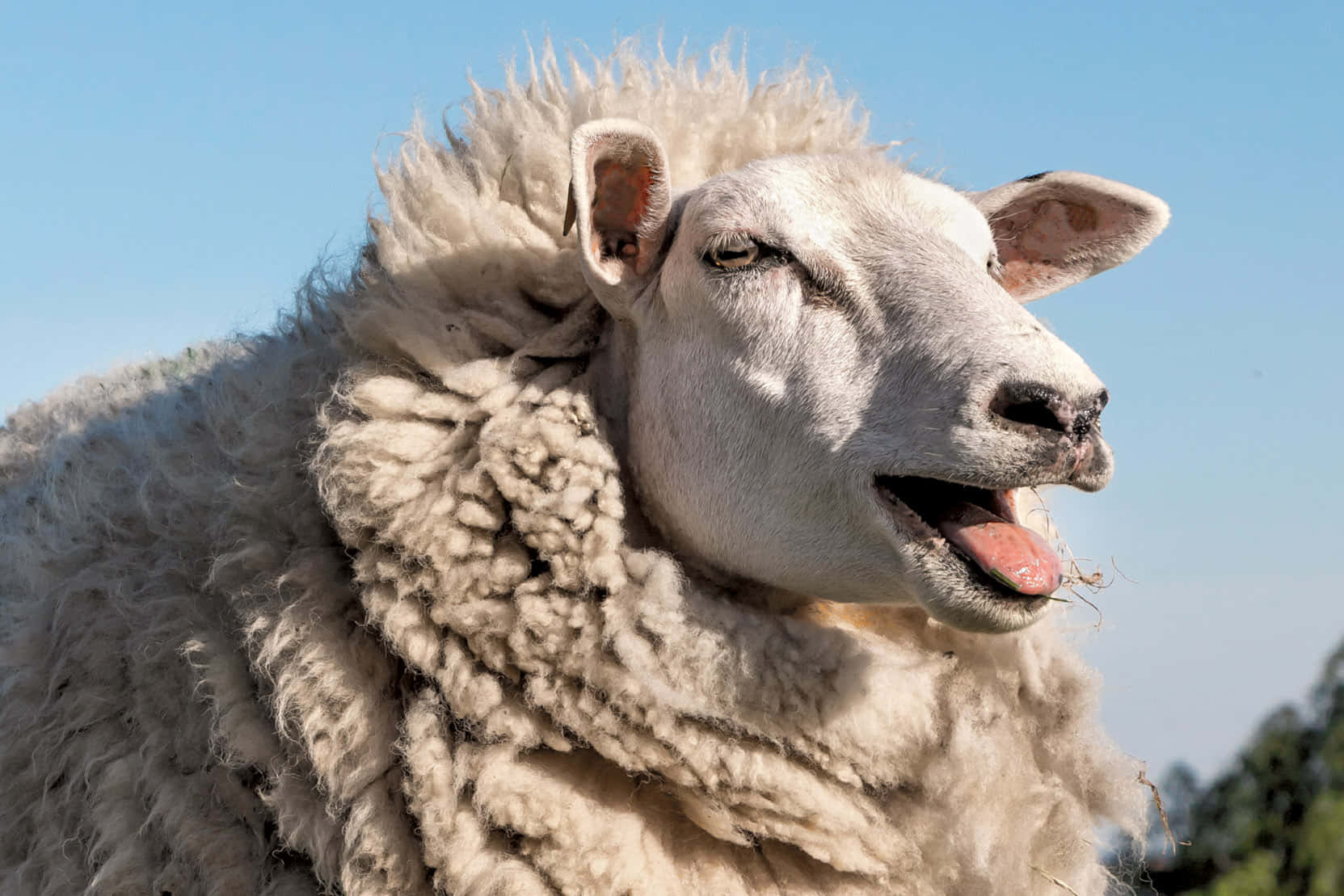 Sheep 桌布 壁紙 — 一隻毛茸茸的白羊在清澈的藍天下伸出舌頭的近距離特寫。