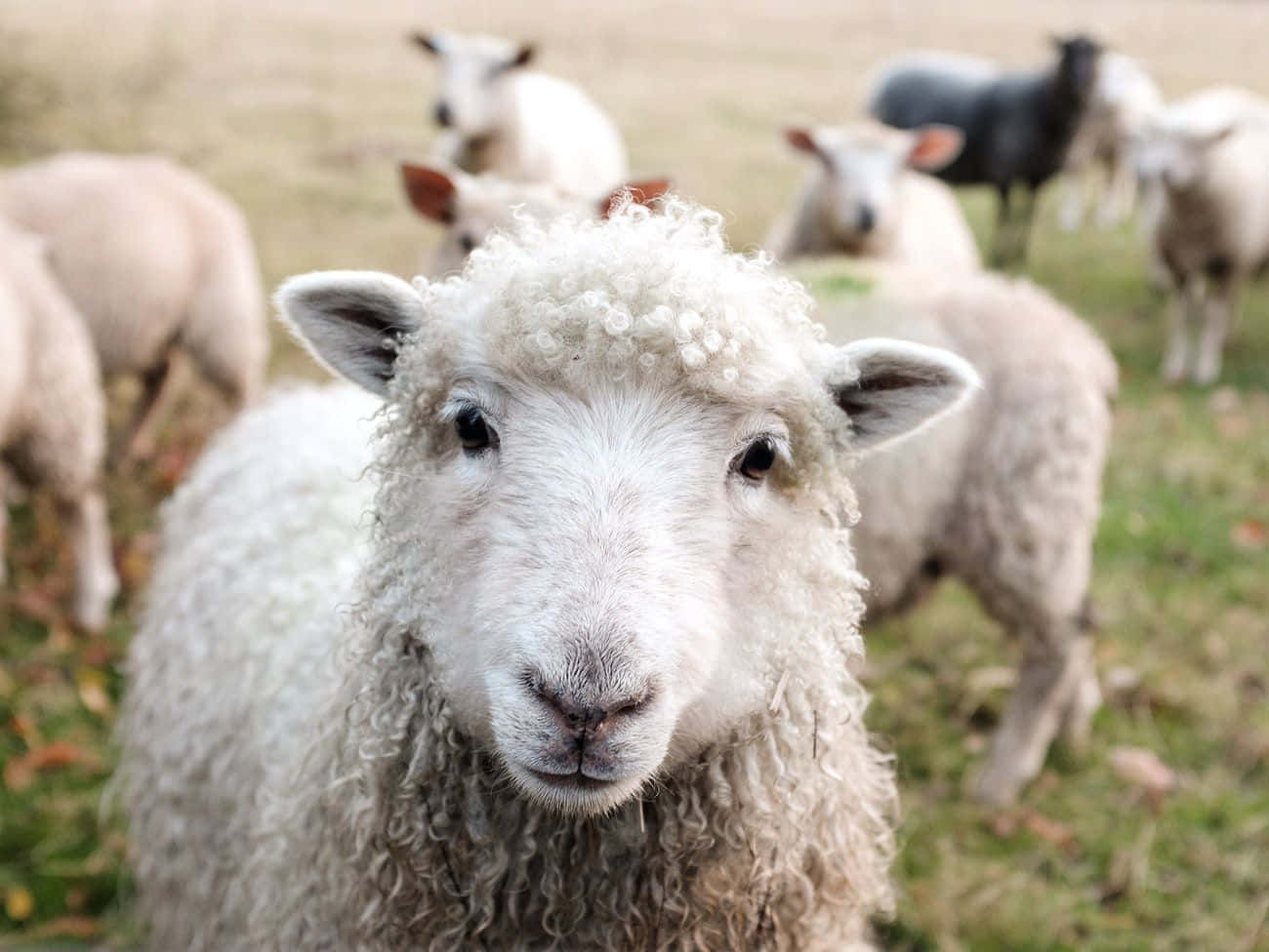 Lamb 桌布 壁紙 — 一隻毛茸茸的白羊站在草地上，好奇地望著鏡頭，背景有其他羊隻。