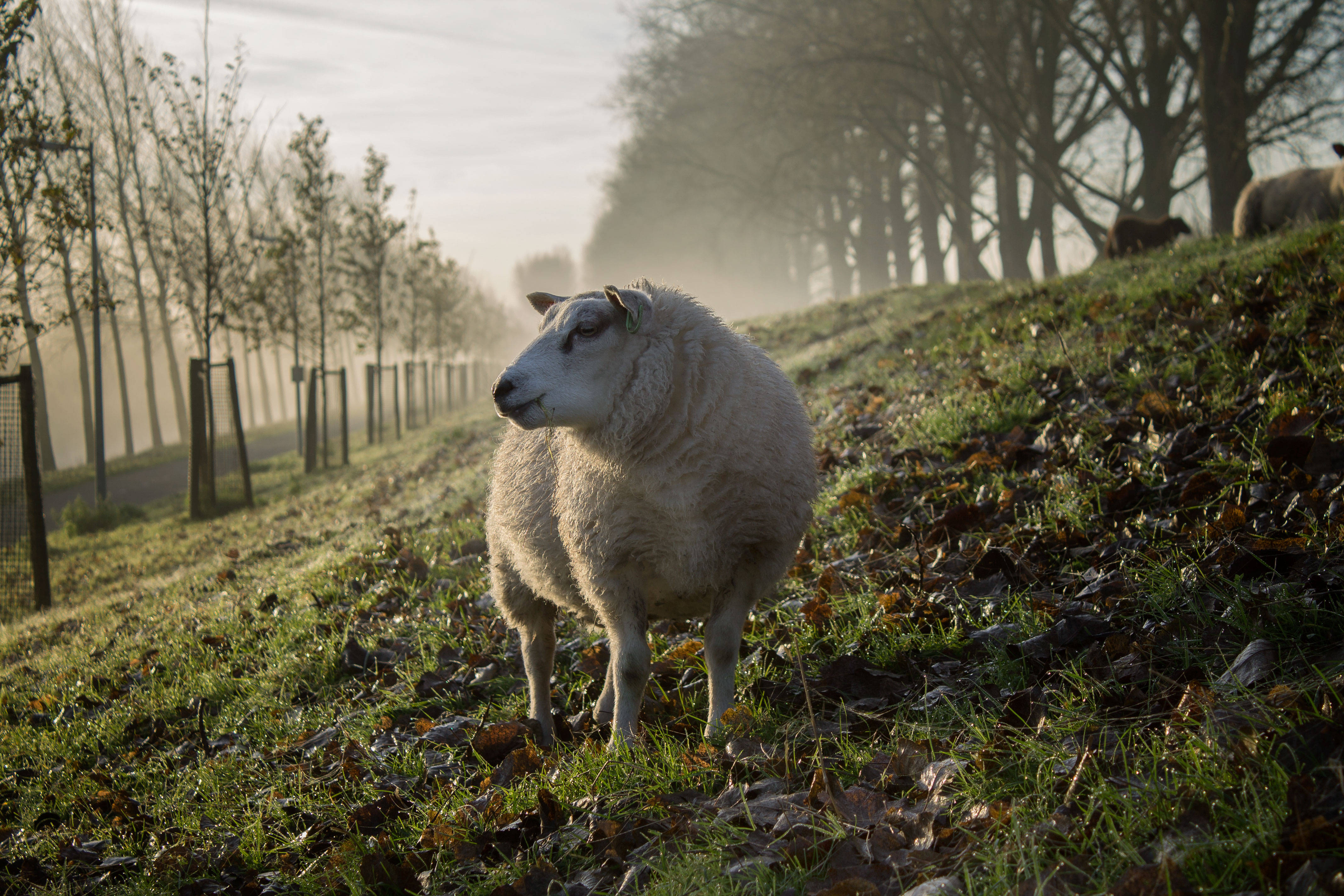 Sheep 桌布 壁紙 — 一隻毛茸茸的白羊站在長滿草的山坡上，散落著落葉，霧濛濛的晨光透過光禿禿的樹木灑下。