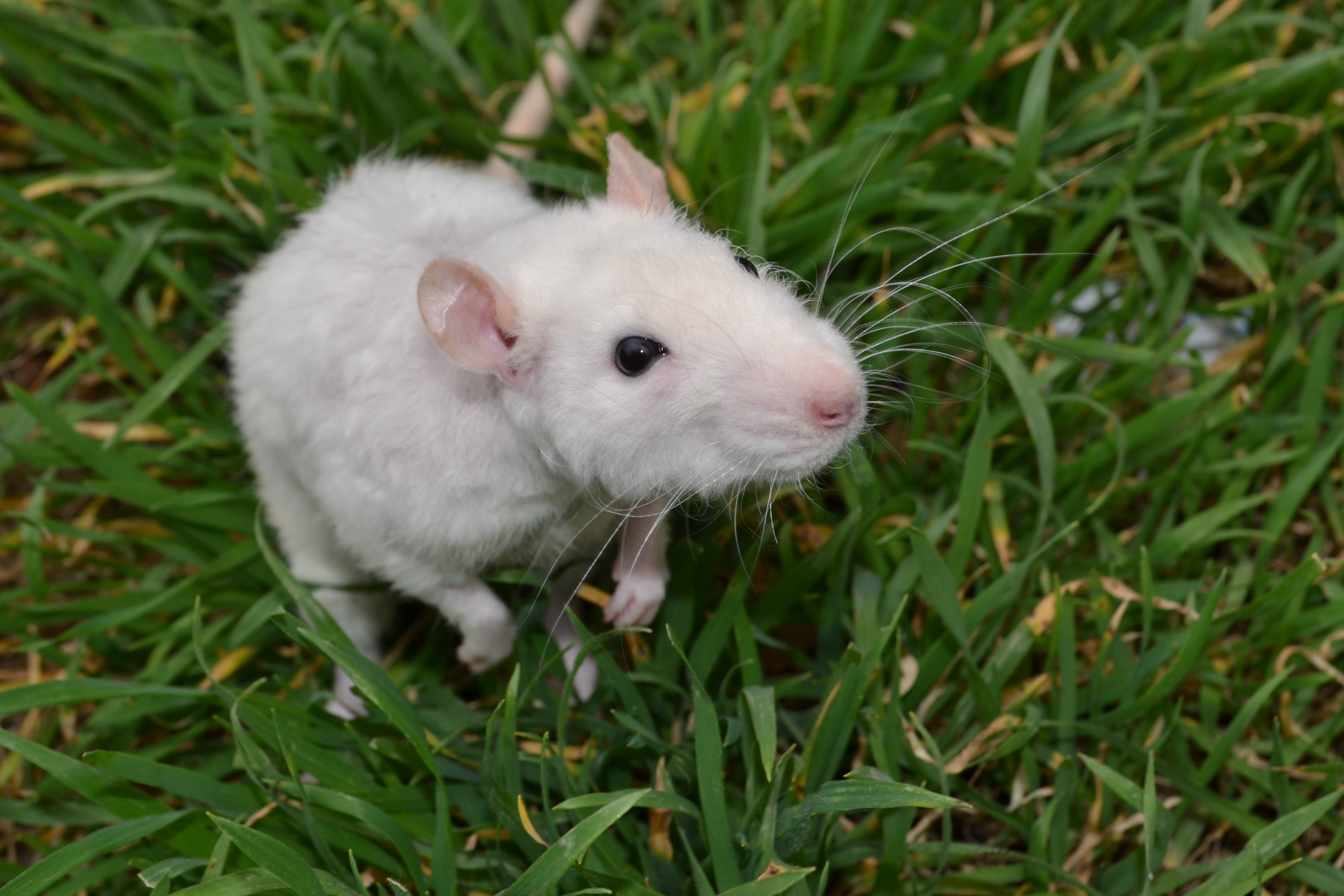 Mouse 桌布 壁紙 — 一隻毛茸茸的白老鼠，長著長長的鬍鬚，在自然日光下警覺地站在鮮綠的草地上。