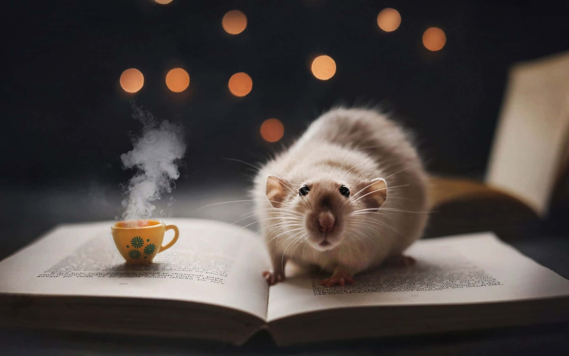 動物 桌布 壁紙 — 一隻毛茸茸的白老鼠坐在一本打開的書上，旁邊是一個冒著蒸氣的黃色杯子，杯上有綠色花朵，背景是溫暖的散景燈光。