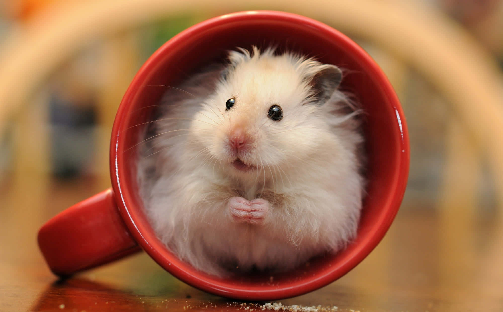 Hamster 桌布 壁紙 — 一隻毛茸茸的白色倉鼠，深色眼睛，好奇地從木質表面上的亮紅色陶瓷馬克杯內探出頭來。
