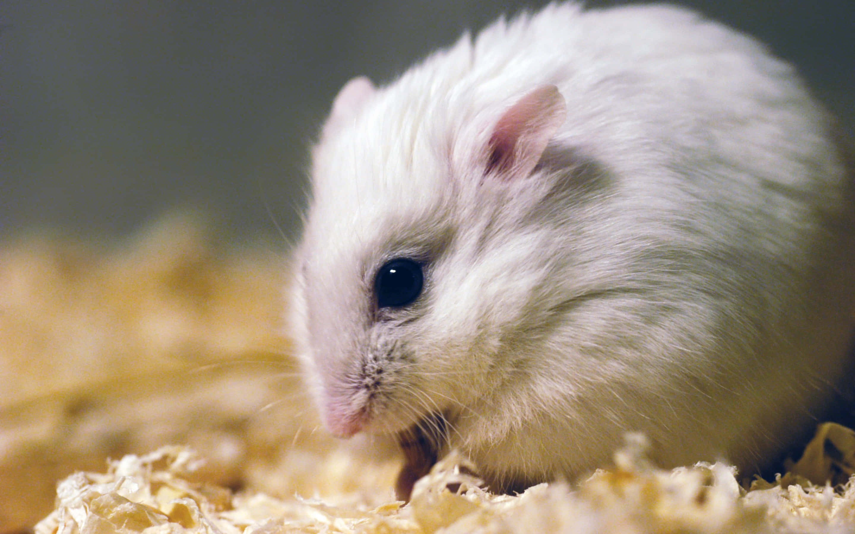 Hamster 桌布 壁紙 — 一隻毛茸茸的白色倉鼠，眼睛深色，在柔軟的木屑中啃食食物，溫馨的特寫。