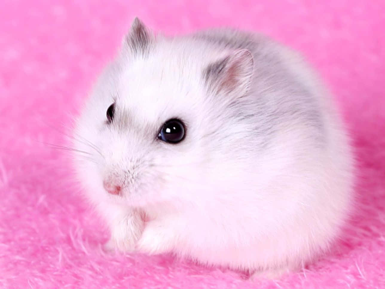 Hamster 桌布 壁紙 — 一隻毛茸茸的白色倉鼠，眼睛深色，蜷縮在柔軟的粉紅色紋理表面上。