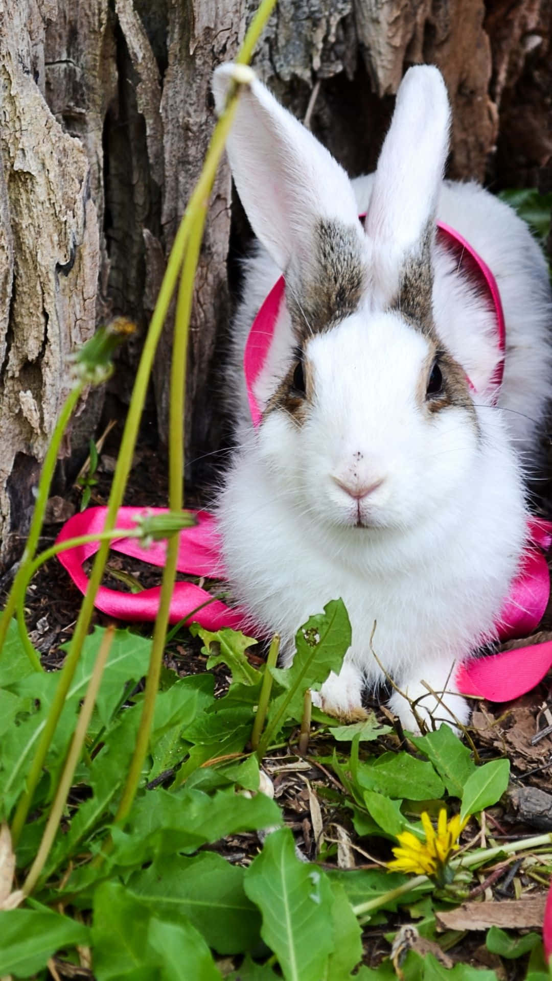 Easter Bunny 桌布 壁紙 — 一隻毛茸茸的白色兔子，有灰色耳朵，戴著一條亮粉紅色絲帶，坐在綠葉和樹幹之間。