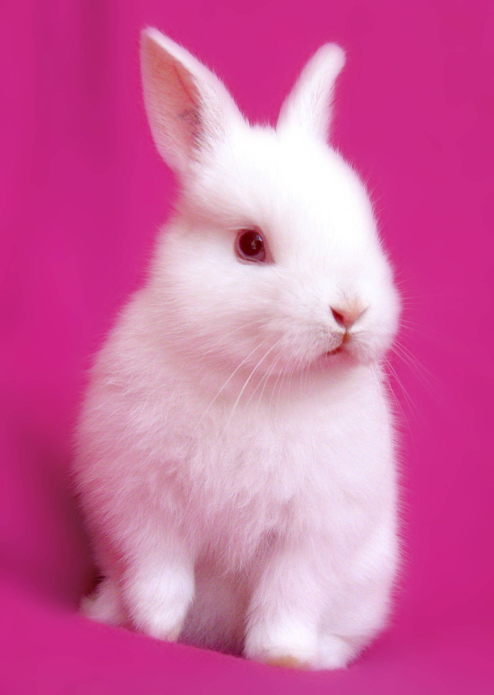 White Rabbit 桌布 壁紙 — 一隻毛茸茸的白色兔子，深色眼睛，平靜地坐在充滿活力的粉紅色背景前。