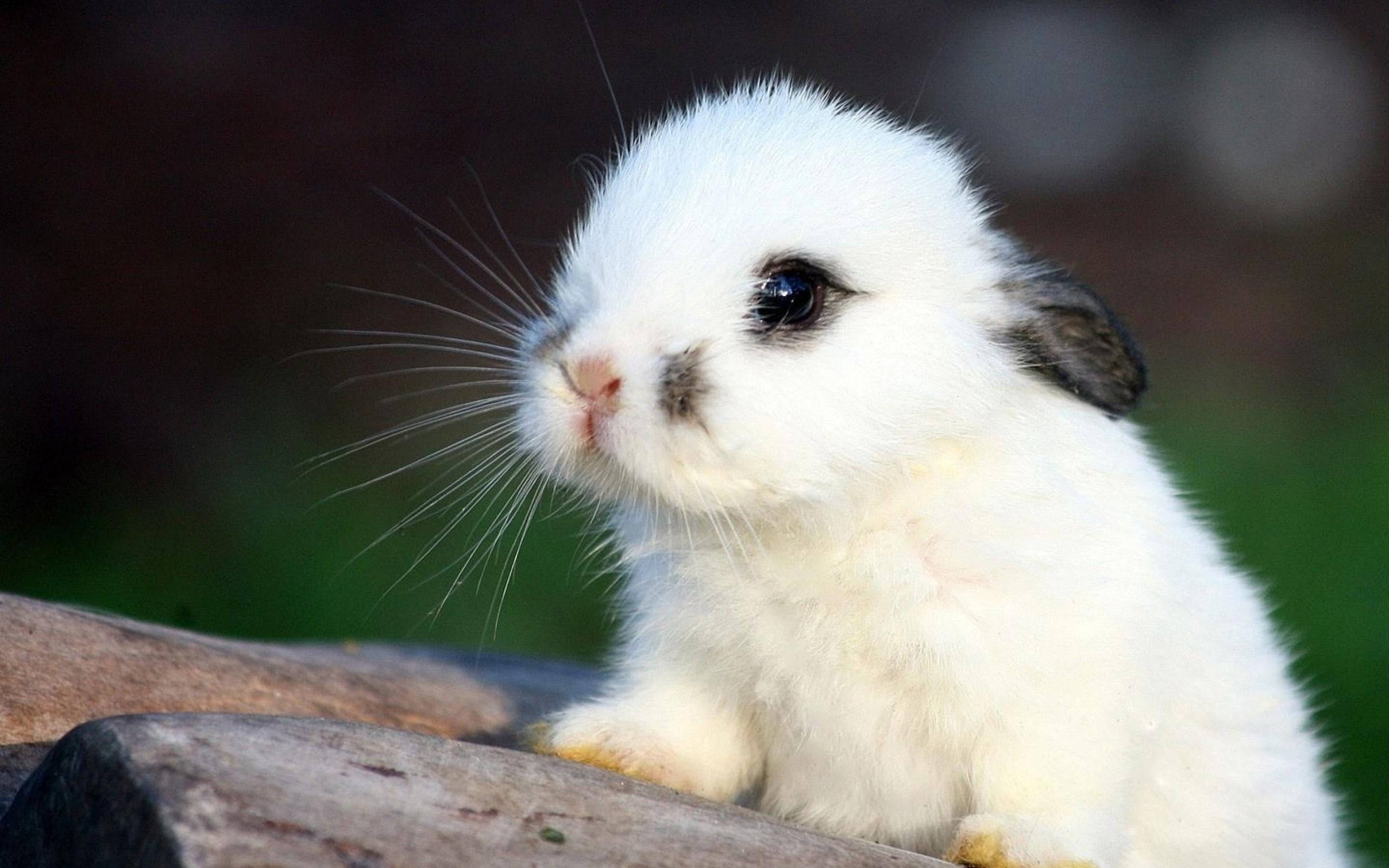 Cute Bunny 桌布 壁紙 — 一隻毛茸茸的白色兔子，深色眼睛和垂耳，棲息在風化的木頭上，柔和自然光。