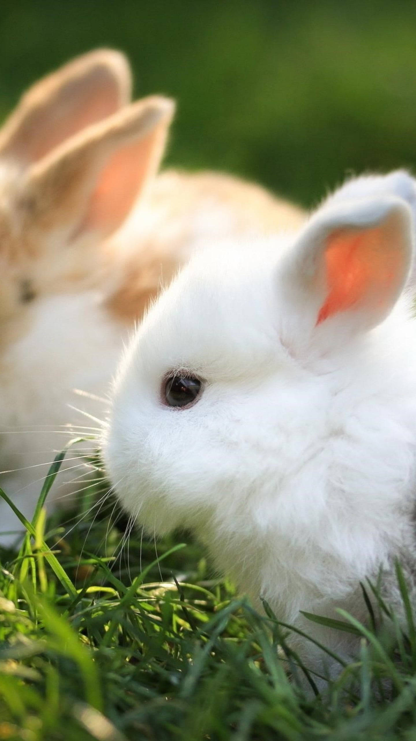 Cute Bunny 桌布 壁紙 — 一隻毛茸茸的白色兔子，粉紅色內耳，依偎在充滿活力的綠草中，背景中另一隻兔子模糊不清的特寫。