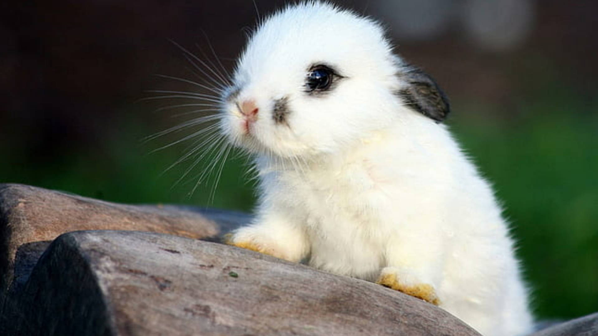 White Rabbit 桌布 壁紙 — 一隻毛茸茸的白色兔子，黑色耳朵，棲息在風化的木頭上，背景是柔和的綠色。