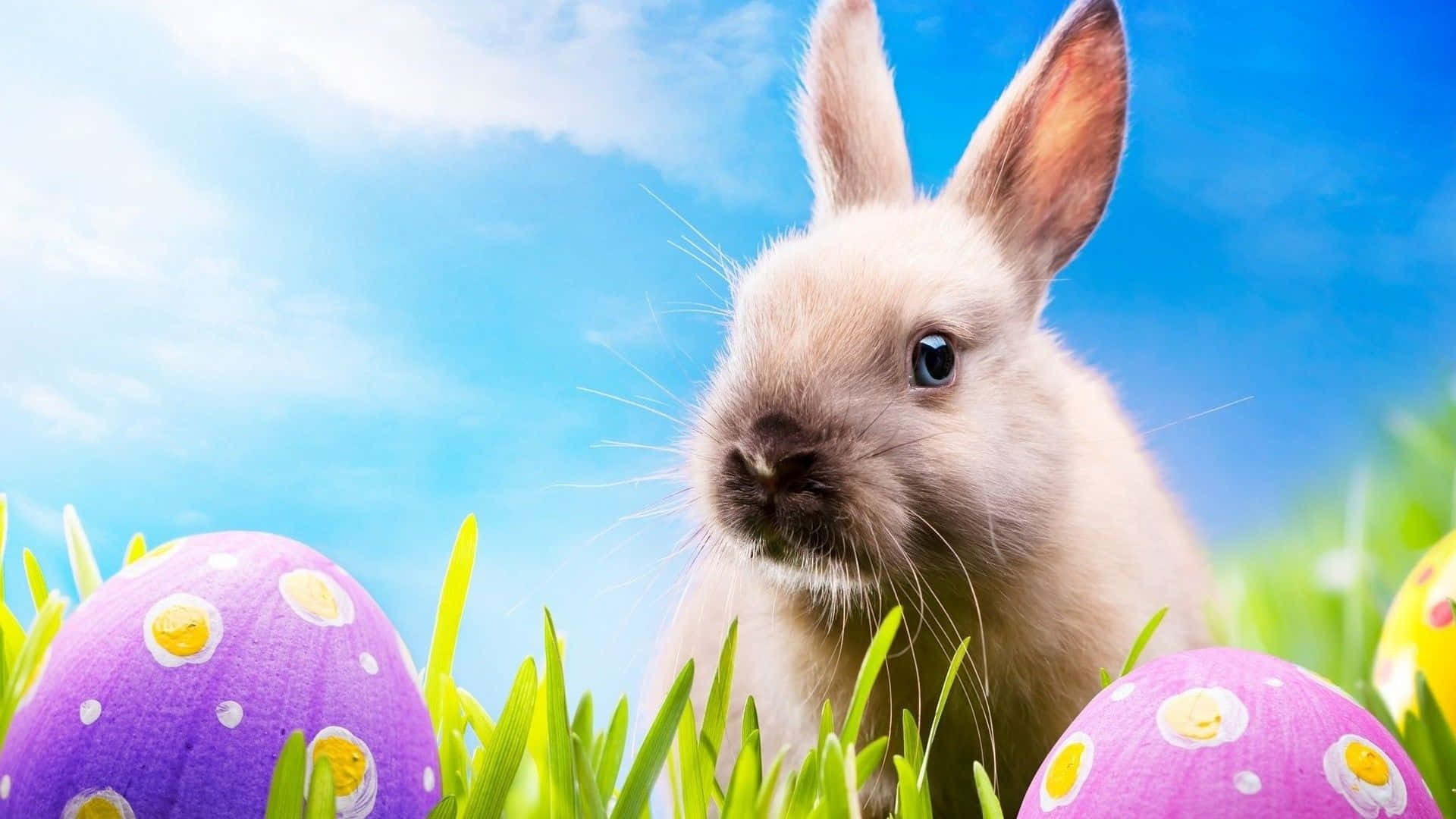 Easter 桌布 壁紙 — 一隻毛茸茸的白色兔子在鮮綠色的草叢中探出頭來，旁邊是色彩繽紛的復活節彩蛋，背景是明亮的藍天。